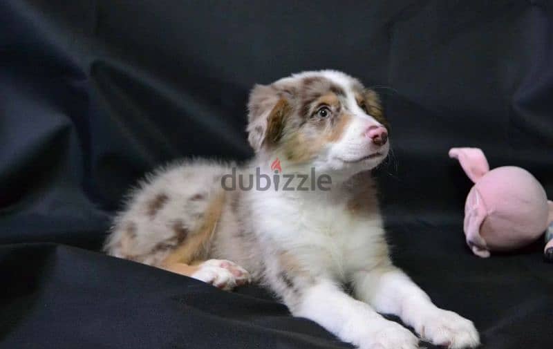 Border collie puppies Males and Rare color from Russia 1