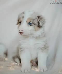 Border collie puppies Males and Rare color from Russia