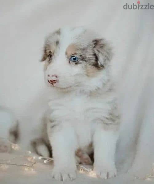 Border collie puppies Males and Rare color from Russia 0