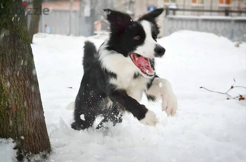 Border collie puppies Males and Rare color from Russia 2