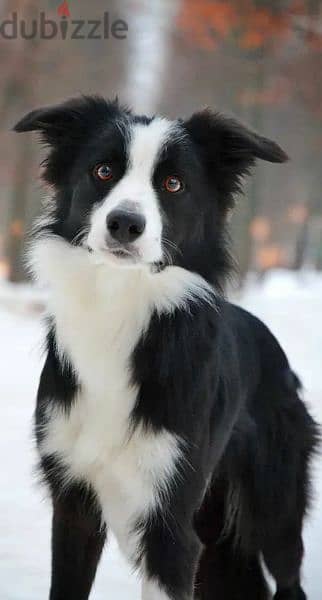 Border collie puppies Males and Rare color from Russia 5