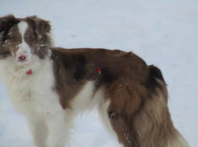 Border collie puppies Males and Rare color from Russia 7