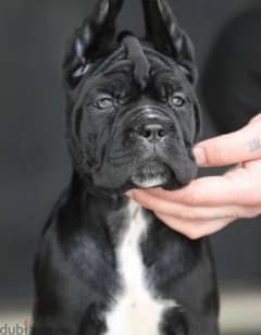 Cane Corso Females From Russia