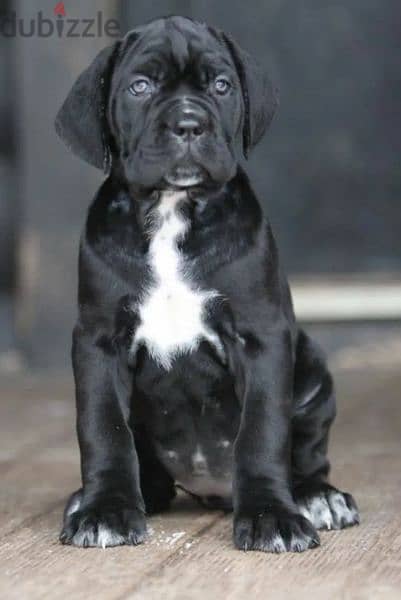 Cane Corso Females From Russia 1