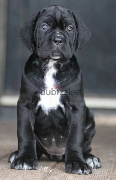 Cane Corso Females From Russia 2