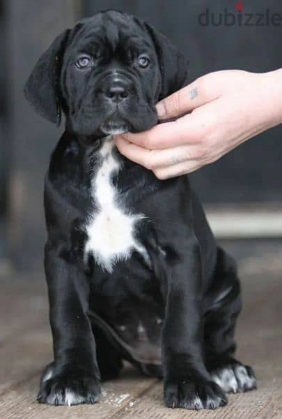 Cane Corso Females From Russia 3