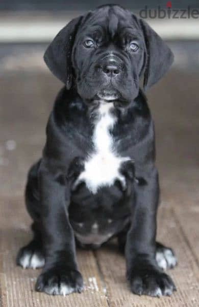 Cane Corso Females From Russia 4
