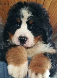 Bernese mountain Dog From Russia FCI documents