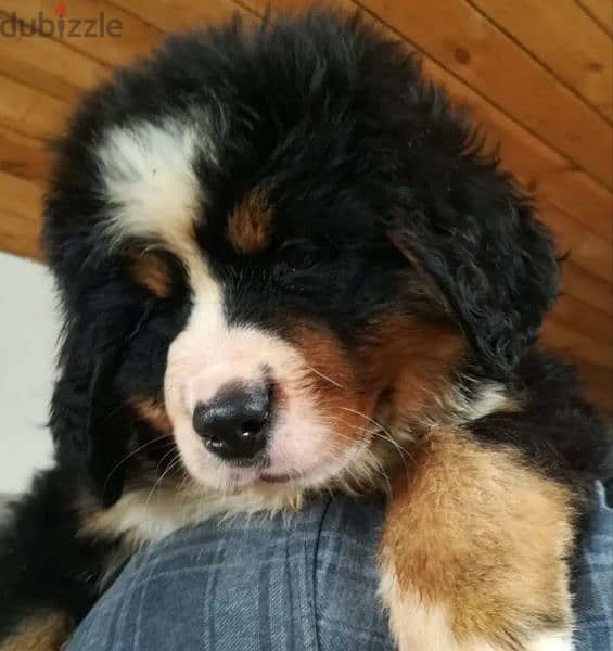Bernese mountain Dog From Russia FCI documents 2
