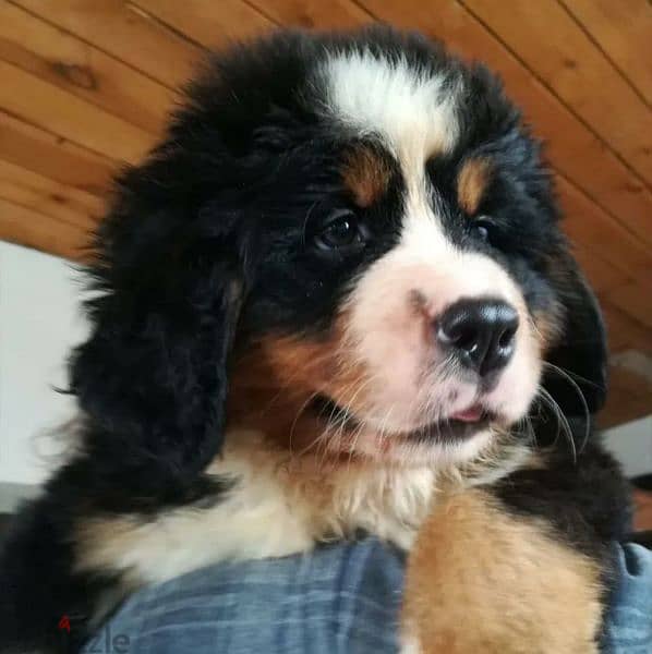 Bernese mountain Dog From Russia FCI documents 3