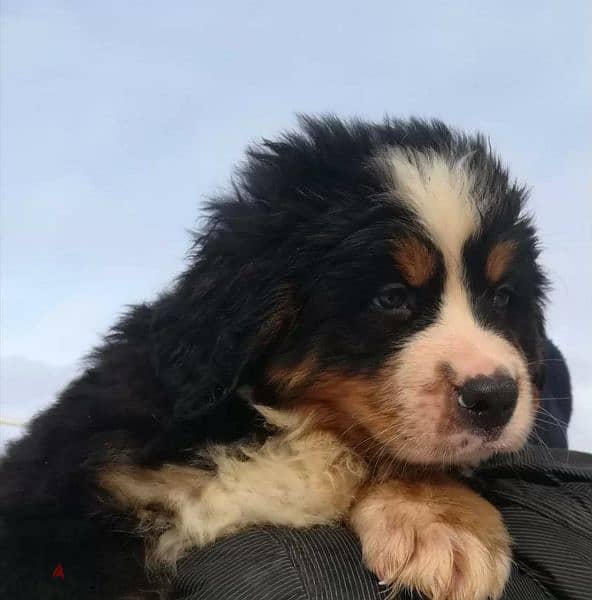 Bernese mountain Dog From Russia FCI documents 4