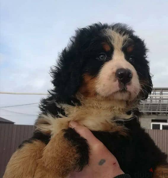 Bernese mountain Dog From Russia FCI documents 5