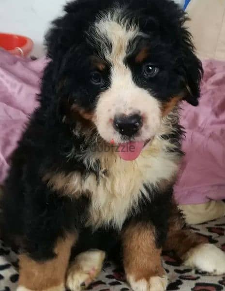 Bernese mountain Dog From Russia FCI documents 6