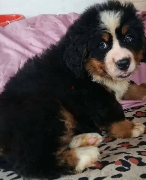 Bernese mountain Dog From Russia FCI documents 7