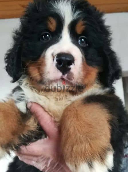 Bernese mountain Dog From Russia FCI documents 8