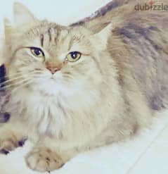 قطة شيرازي ذات فرو طويل 0