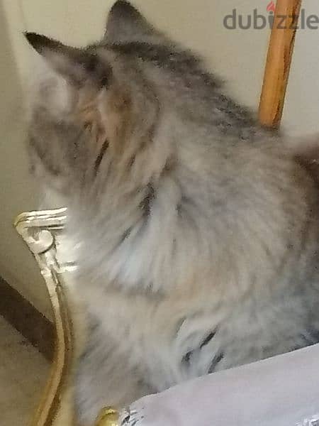 قطة شيرازي ذات فرو طويل 4