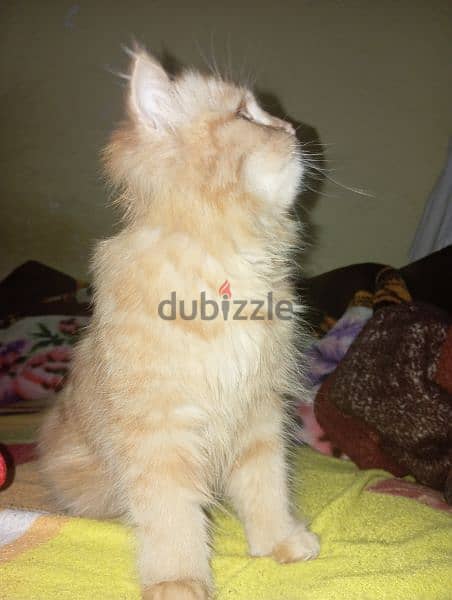قطة شيرازي بيور 2
