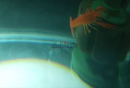 استاكوزا - Lobster