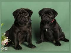 Handsome Black Pug Are ready For shipping From Ukraine within 7 days 0
