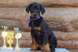 Champions Are Ready For Shipping , Doberman from Ukraine 0