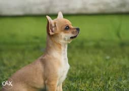 The Handsome Boy , Chihuahua Mini size From Ukraine 0