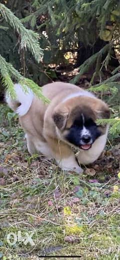 Super Quality american akita Boy From Ukraine shipping within 7 days 0