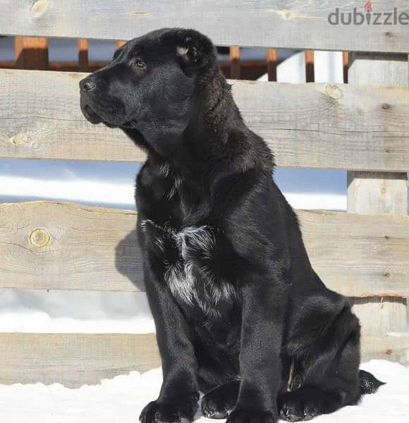 Alabai Kennel Central Asian Shepherd Puppies From Russia 3