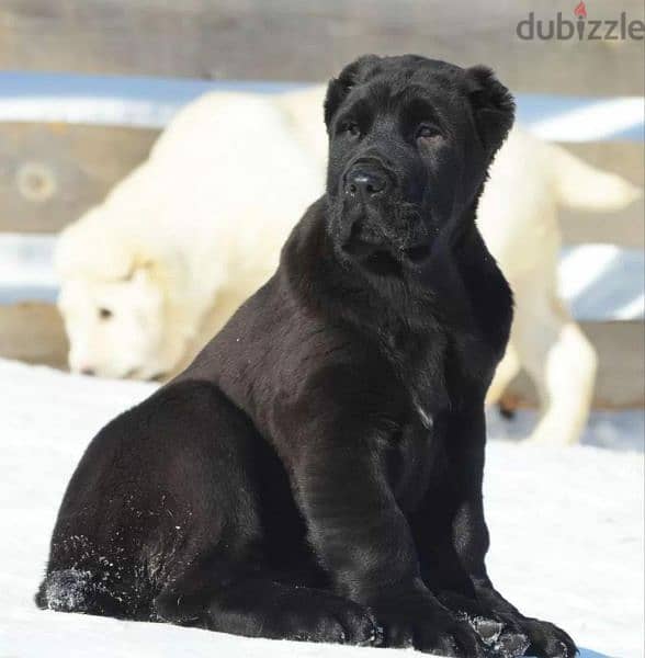 Alabai Kennel Central Asian Shepherd Puppies From Russia 4