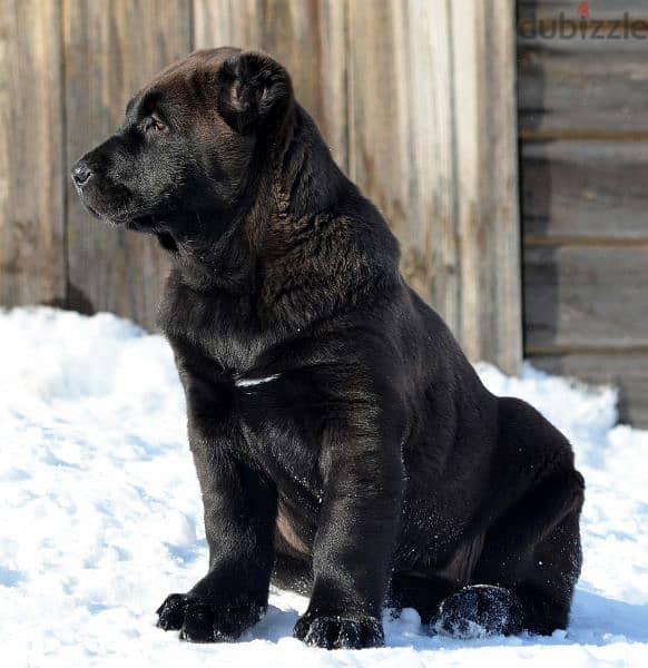Alabai Kennel Central Asian Shepherd Puppies From Russia 5