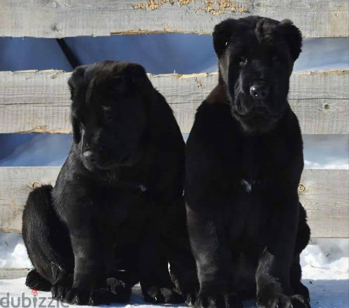 Alabai Kennel Central Asian Shepherd Puppies From Russia 9
