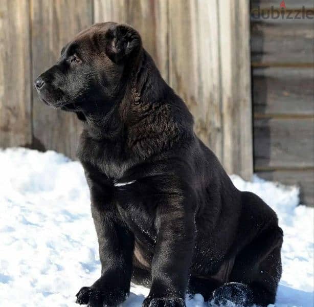 Alabai Kennel Central Asian Shepherd Puppies From Russia 13