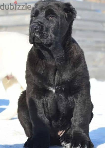 Alabai Kennel Central Asian Shepherd Puppies From Russia 15