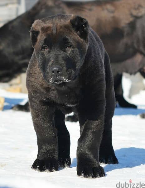 Alabai Kennel Central Asian Shepherd Puppies From Russia 16