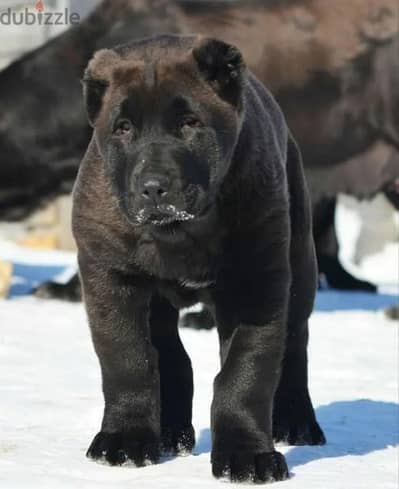 Alabai Kennel Central Asian Shepherd Puppies From Russia