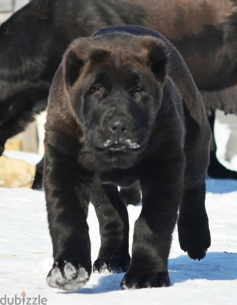 Alabai Kennel Central Asian Shepherd Puppies From Russia 18