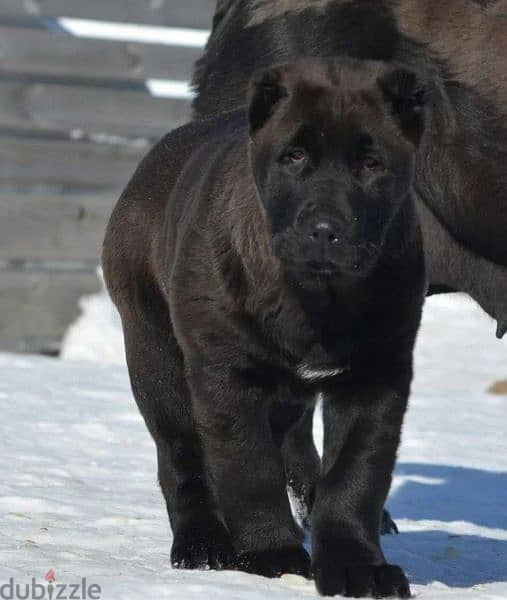 Alabai Kennel Central Asian Shepherd Puppies From Russia 19
