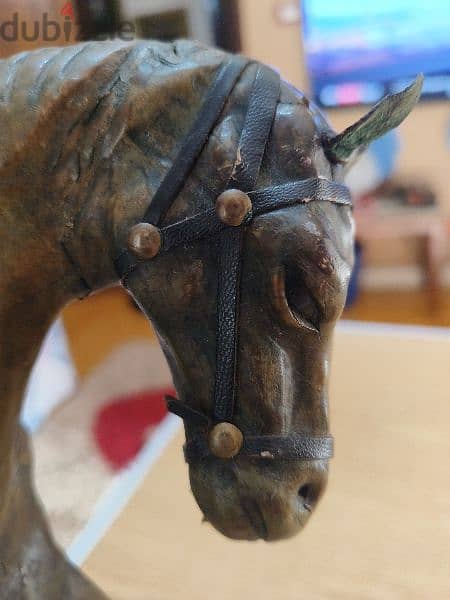 حصان جلد كشميري 2