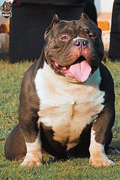 Male and female American bully