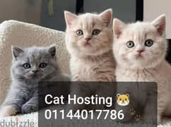 استضافة قطط - Cats Hosting