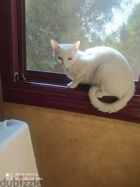 قطة رومى بيضاء معقمة للتبنى 1