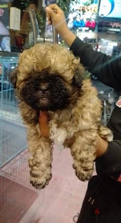 Havanese puppies 45 days available males and females 0