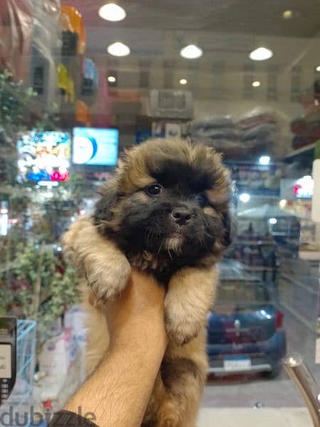 Havanese puppies 45 days available males and females 3