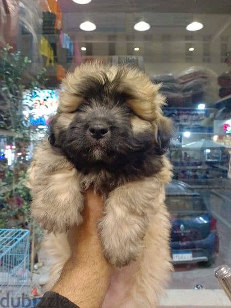 Havanese puppies 45 days available males and females 4
