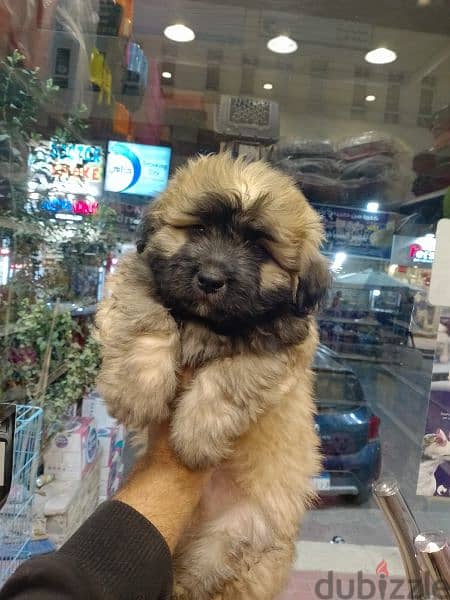 Havanese puppies 45 days available males and females 5