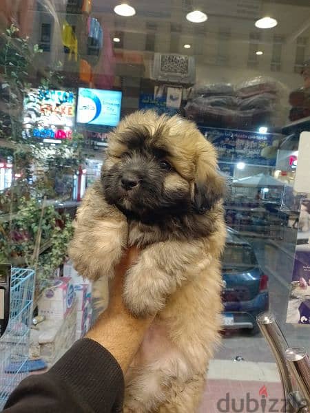 Havanese puppies 45 days available males and females 6
