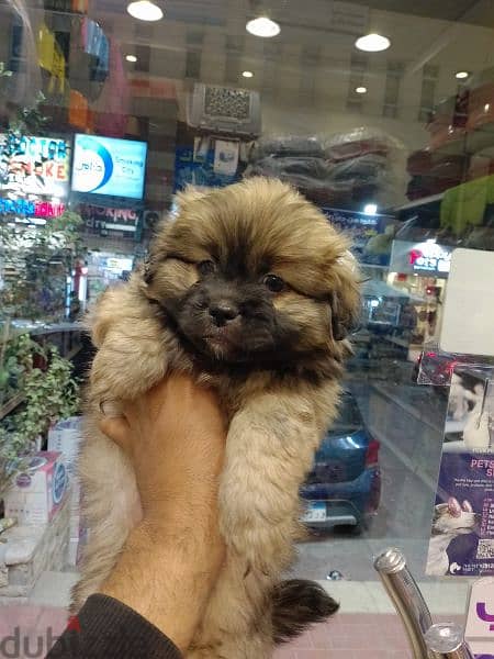 Havanese puppies 45 days available males and females 7