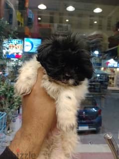 Havanese puppies 45 days available males and females vaccinated 0