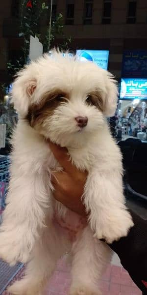 Havanese puppies 45 days available males and females vaccinated 1