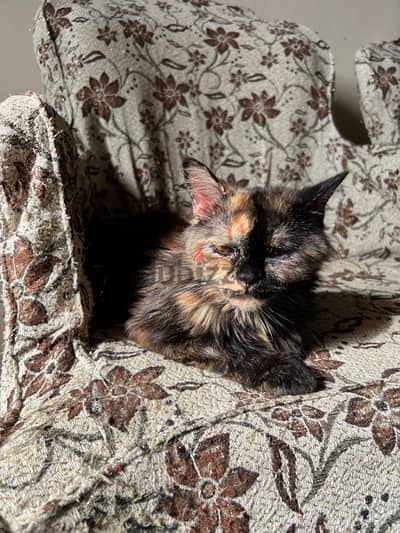 Tortoiseshell cat breed  سلالة تورتويزشيل النادره